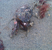 Photo of a small crab on a beach